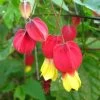 Abutilon Megapotamicum - Abutilon Du Grand Fleuve. 2 Abutilon Megapotamicum - Abutilon Du Grand Fleuve. -Fruitiers Magasin Abulilon megapotamicum 83213 1