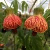Abutilon Striatum Redvein -Fruitiers Magasin Abutilon redvein IF 17337 1