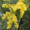 Acacia Dealbata Gaulois Astier GREFFE - Mimosa Des Fleuristes -Fruitiers Magasin Acacia dealbata Gaulois Astier GREFFE 85885 1