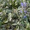 Ajuga Noble Nightingale - Bugle Rampante 1 Ajuga Noble Nightingale - Bugle Rampante -Fruitiers Magasin Ajuga Noble Nighlingale IF 17604 1