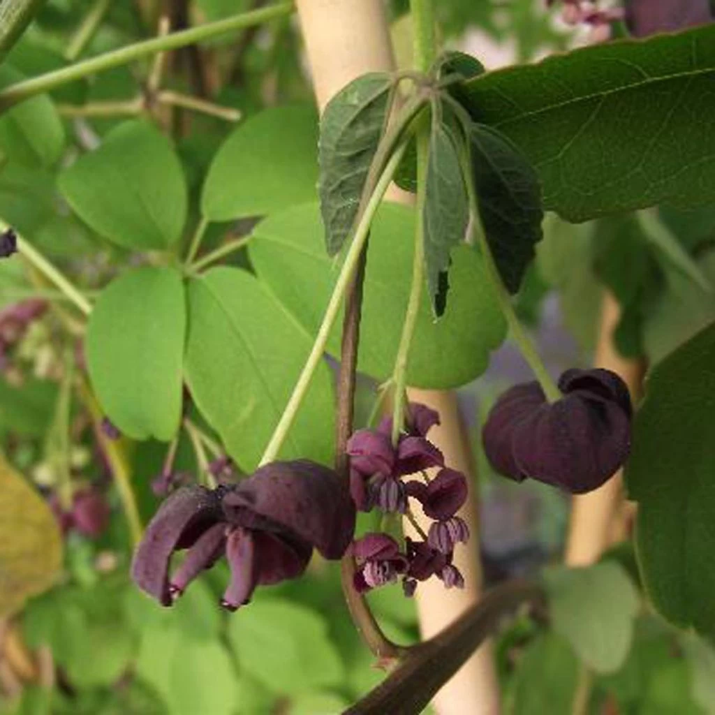 Akebia Pentaphylla - Akebie Hybride 3 Akebia Pentaphylla - Akebie Hybride