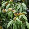 Amandier Nain Autofertile Fruit Me Almond Me - Prunus Dulcis 1 Amandier Nain Autofertile Fruit Me Almond Me - Prunus Dulcis -Fruitiers Magasin Amandier nain autofertile Fruit me Almond me Prunus dulcis copyright 16221 1