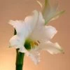 Amaryllis Amputo 1 Amaryllis Amputo -Fruitiers Magasin Amaryllis Amputo 82353 1