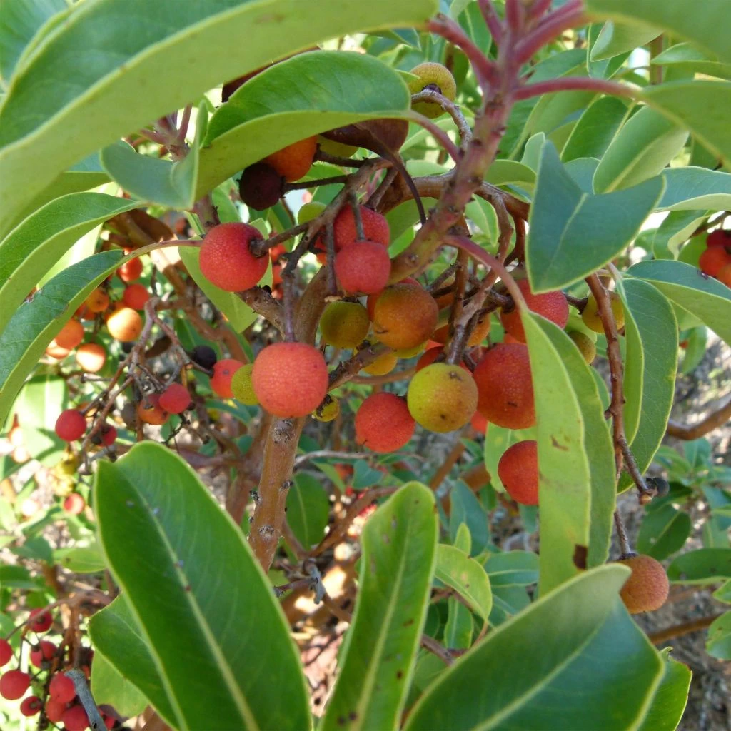 Arbutus Andrachne - Arbousier De Chypre 3 Arbutus Andrachne - Arbousier De Chypre