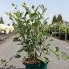Aronia Melanocarpa Autumn Magic -Fruitiers Magasin Aronia melanocarpa Autumn Magic NOBLE 83947 1
