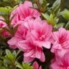 Azalée Hybride ENCORE® Empress 2 Azalée Hybride ENCORE® Empress -Fruitiers Magasin Azalea Encore Empress 88771 1
