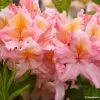 Azalée De Chine Demoiselles De Boutiguery Callista - Rhododendron Hybride -Fruitiers Magasin Azalee de Chine Demoiselles de Boutiguery Callista Rhododendron hybride IF 18439 1