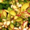 Berberis Thunbergii Limoncello - Epine-vinette -Fruitiers Magasin Berberis thunbergii Limoncello 87377 1