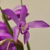 Bletilla Striata Soryu Blue Dragon - Orchidée Jacinthe Bleue -Fruitiers Magasin Bletilla striata Soryu V 5034 1