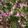 Boronia Crenulata Shark Bay - Boronie à Feuilles Crénelées 1 Boronia Crenulata Shark Bay - Boronie à Feuilles Crénelées -Fruitiers Magasin Boronia crenulata Shark Bay 100406 1