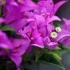 Bougainvillier Violet De Mèze 2 Bougainvillier Violet De Mèze -Fruitiers Magasin Bougainvillea spectoglabra Violet de meze 83235 1