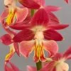 Calanthe Red Sunset - Orchidée Vivace -Fruitiers Magasin Calanthe Red Sunset Orchidee vivace IF 18957 1
