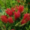 Callistemon (x) Laevis -Fruitiers Magasin Callistemon x laevis 83242 1
