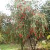 Callistemon Viminalis - Rince-bouteille 2 Callistemon Viminalis - Rince-bouteille -Fruitiers Magasin Callistemon viminalis 83245 1