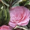 Camélia Classique - Camellia Kerguelen 1 Camélia Classique - Camellia Kerguelen -Fruitiers Magasin Camellia Kerguelen 781711 1
