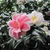 Camélia Lady Vansittart - Camellia Japonica -Fruitiers Magasin Camellia Lady Vansittart 85271 1