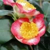 Camélia Okan - Camellia Japonica De Higo -Fruitiers Magasin Camellia Ohkan IF 17347 1