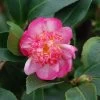 Camélia D'automne - Camellia Sasanqua Choji Guruma 1 Camélia D'automne - Camellia Sasanqua Choji Guruma -Fruitiers Magasin Camellia sasanqua Choji Guruma 0566002 1