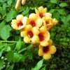 Campsis Radicans Judy - Bignone De Virginie -Fruitiers Magasin Campsis radicans Judy 681443 1