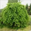 Carpinus Betulus Pendula - Charme Commun Pleureur -Fruitiers Magasin Carpinus betulus Pendula 87211 1