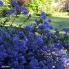 Céanothe Blue Sapphire -Fruitiers Magasin Ceanothus Blue Sapphire 87735 1