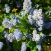 Ceanothus Arboreus Concha - Lilas De Californie 1 Ceanothus Arboreus Concha - Lilas De Californie -Fruitiers Magasin Ceanothus arboreus Concha 82192 1