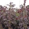 Cercis Canadensis Ruby Falls – Arbre De Judée Pleureur, Nain Et Pourpre -Fruitiers Magasin Cercis canadensis Ruby Falls 82956 1