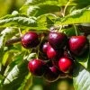 Cerisier Nain Fruit Me Cherry Me Lapins 2 Cerisier Nain Fruit Me Cherry Me Lapins -Fruitiers Magasin Cerisier nain Fruit me Cherry Me Lapins copyright 18646 1