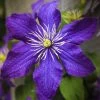Clématite - Clematis Rhapsody -Fruitiers Magasin Clematis Rhapsody copyright 10116711 1