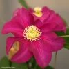 Clématite - Clematis SUCCESS Magenta -Fruitiers Magasin Clematis SUCCESS Magenta Tra73 84882 1