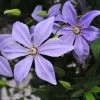 Clématite - Clematis Sugar Sweet (Scented Clem) 1 Clématite - Clematis Sugar Sweet (Scented Clem) -Fruitiers Magasin Clematis Scented Clem 83898 3