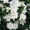 Clématite - Clematis Diversifolia White Arabella 1 Clématite - Clematis Diversifolia White Arabella -Fruitiers Magasin Clematis diversifolia White Arabella 89513 1