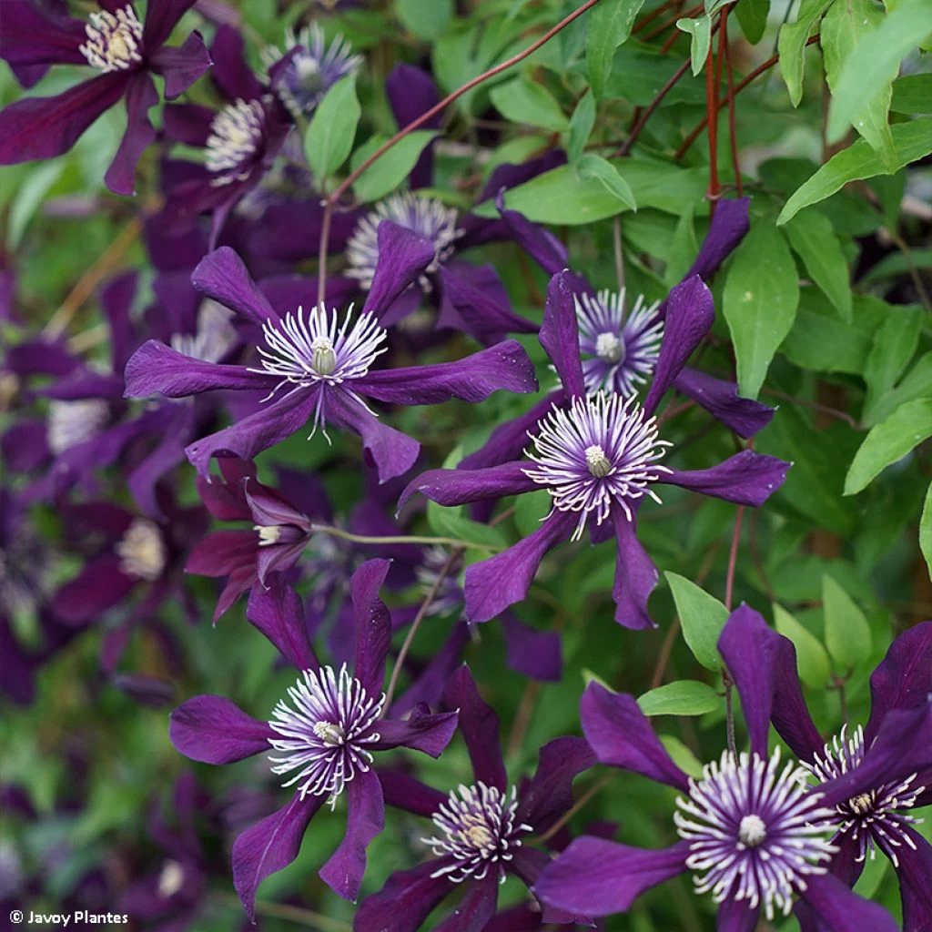 Clématite - Clematis Viticella Panther 3 Clématite - Clematis Viticella Panther