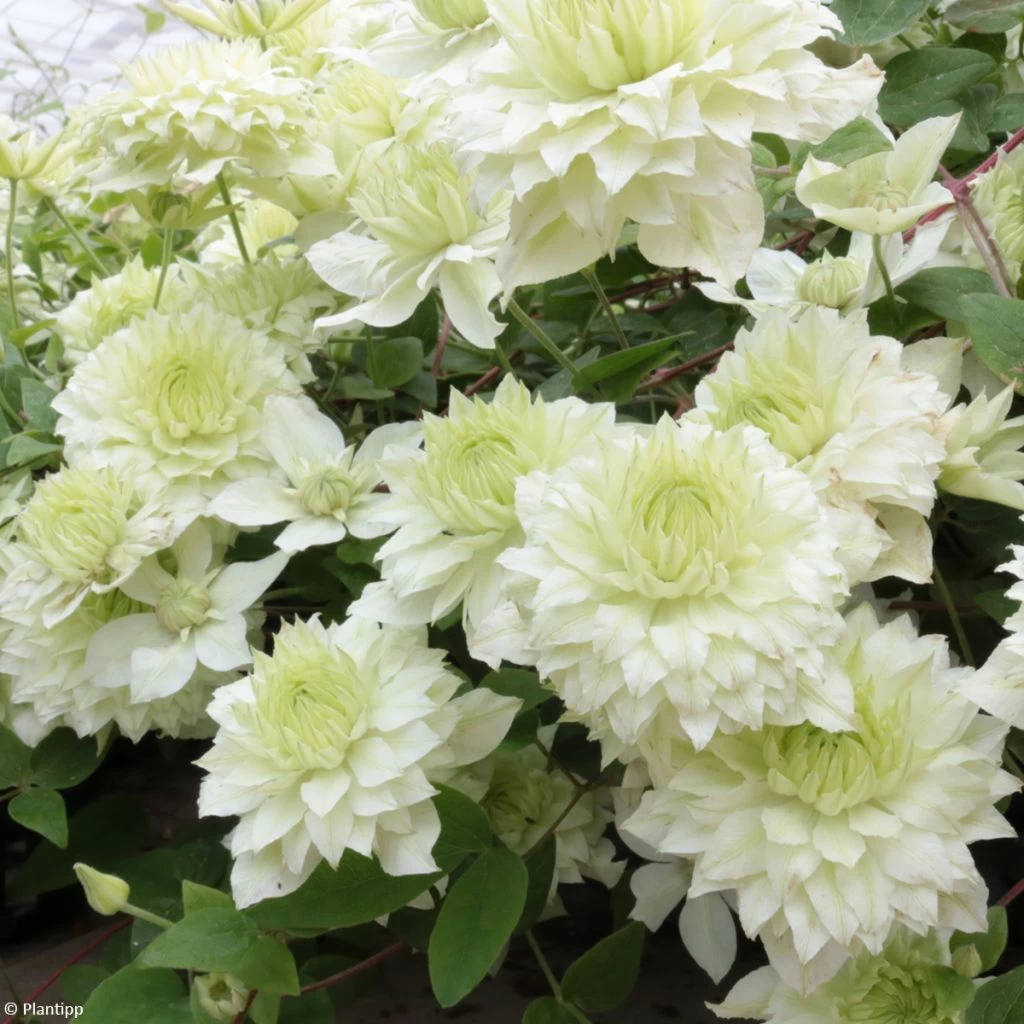 Clématite - Clematis Manju 3 Clématite - Clematis Manju