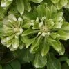Clématite - Clematis Green Passion -Fruitiers Magasin Clematite Green Passion 83600 1