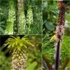 Collection 5 Eucomis -Fruitiers Magasin Collection 5 Eucomis 86085 1