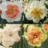 Collection Narcisses Papillons 1 Collection Narcisses Papillons -Fruitiers Magasin Collection Narcisses Papillons 82853 1