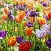 Collection Tulipes Orange-Violet -Fruitiers Magasin Collection Tulipes Orange Violet 85528 1