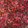 Coprosma Pacific Sunset -Fruitiers Magasin Coprosma repens Pacific Sunset 88790 1