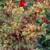 Coprosma Repens Pink Splendor -Fruitiers Magasin Coprosma repens Pink Splendor LD 18454 1