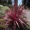 Cordyline Banksii Electric Pink 1 Cordyline Banksii Electric Pink -Fruitiers Magasin Cordyline banksii Electric Pink 100458 1
