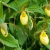 Cypripedium Kristi Lyn - Sabot De Vénus Hybride 1 Cypripedium Kristi Lyn - Sabot De Vénus Hybride -Fruitiers Magasin Cypripedium Kristi Lyn Sabot de Venus hybride copyright 173610 1