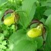 Cypripedium Calceolus - Sabot De Venus