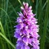 Dactylorhiza Maculata, Orchis Tacheté - Orchidée Terrestre Et Vivace 2 Dactylorhiza Maculata, Orchis Tacheté - Orchidée Terrestre Et Vivace -Fruitiers Magasin Dactylorhiza maculata 8161 1