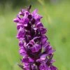 Dactylorhiza Majalis - Orchis De Mai Ou à Feuilles Larges -Fruitiers Magasin Dactylorhiza majalis 8893 1