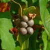 Igname De Chine - Dioscorea Batatas 1 Igname De Chine - Dioscorea Batatas -Fruitiers Magasin Dioscorea polystachya 89860 1