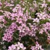 Diosma Pink Diamond -Fruitiers Magasin Diosma Pink diamond IF 166510 1