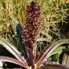 Eucomis Freckles - Eucomide Panachée 2 Eucomis Freckles - Eucomide Panachée -Fruitiers Magasin Eucomis Freckles V 5029 1