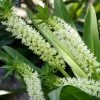 Eucomis Playa Blanca® - Eucomide -Fruitiers Magasin Eucomis Playa Blanca V 4189 1