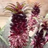 Eucomis Vandermerwei - Eucomide Panachée -Fruitiers Magasin Eucomis vandermerwei 4176 1